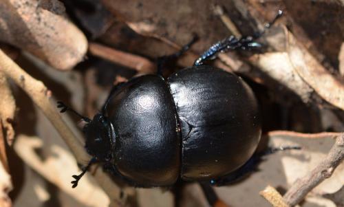 Réf. 294 909 : Thorectes intermedius